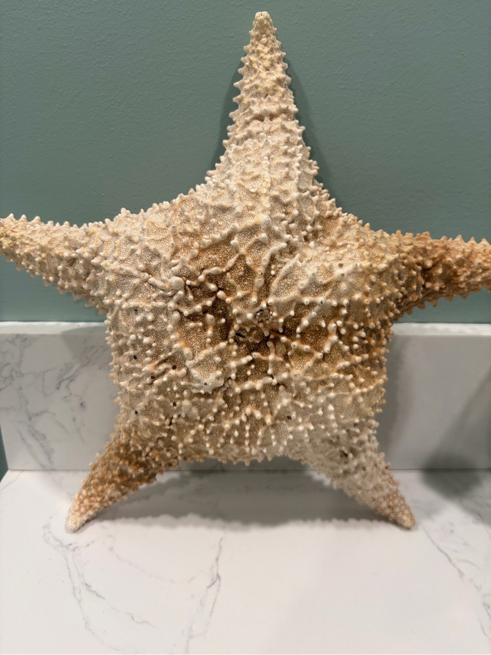 Natural Beige Starfish Home Accent - Decorative Coastal Wall Art